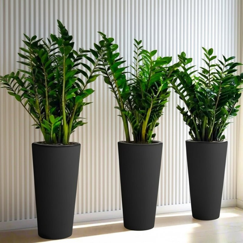 Office Plant Zz in Ceramic Pot long Bundle (3pcs) 60-80cm