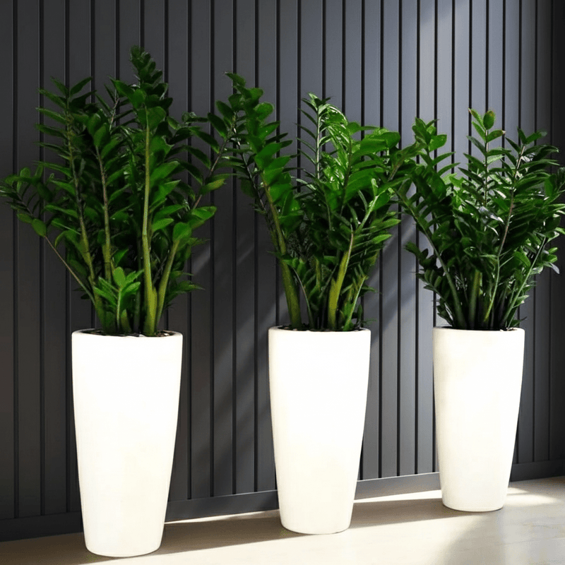Office Plant Zz in Ceramic Pot long Bundle (3pcs) 60-80cm - Image 3