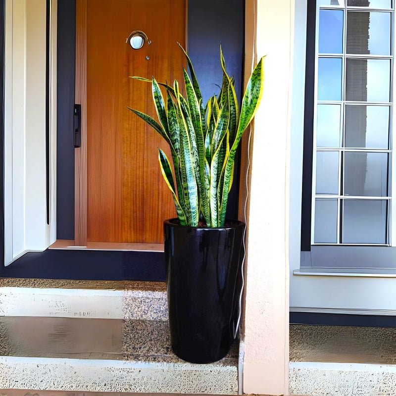 Office Snake Plant in Long Ceramic Pot 80-100cm