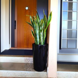 Office Snake Plant in Long Ceramic Pot 80-100cm