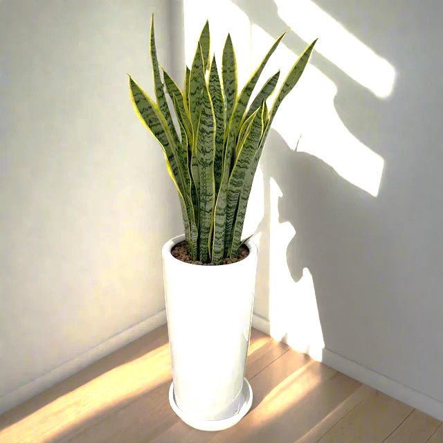 Office Snake Plant in Long Ceramic Pot 80-100cm - Image 2