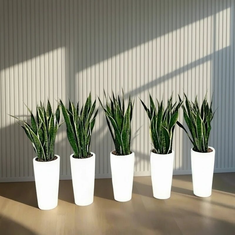 Office Snake Plant Set of 5 in Ceramic Pot 80-100cm
