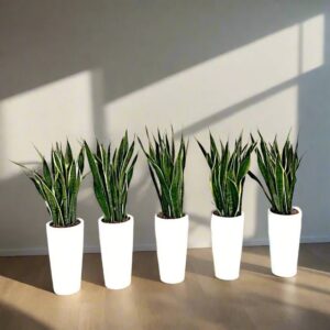 Office Snake Plant Set of 5 in Ceramic Pot 80-100cm
