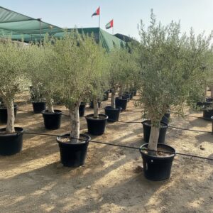 Olea europea or Mature Olive Tree 1.6-1.8m, 100-120mm Dia