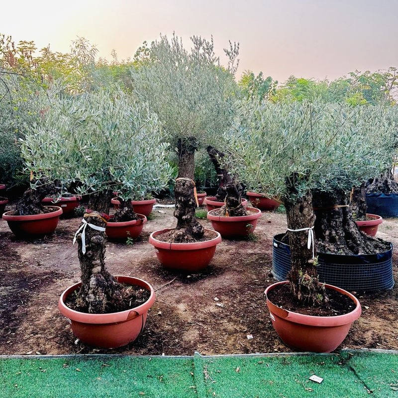 Olea europea or Olive Tree 1.7 - 2.0m, 200-250mm Trunk Diameter, Unique Old Trunk Olive Tree - Image 2