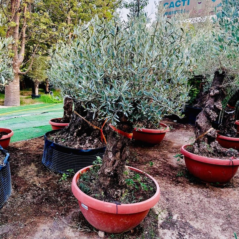 Olea europea or Olive Tree 1.7 - 2.0m, 200-250mm Trunk Diameter, Unique Old Trunk Olive Tree