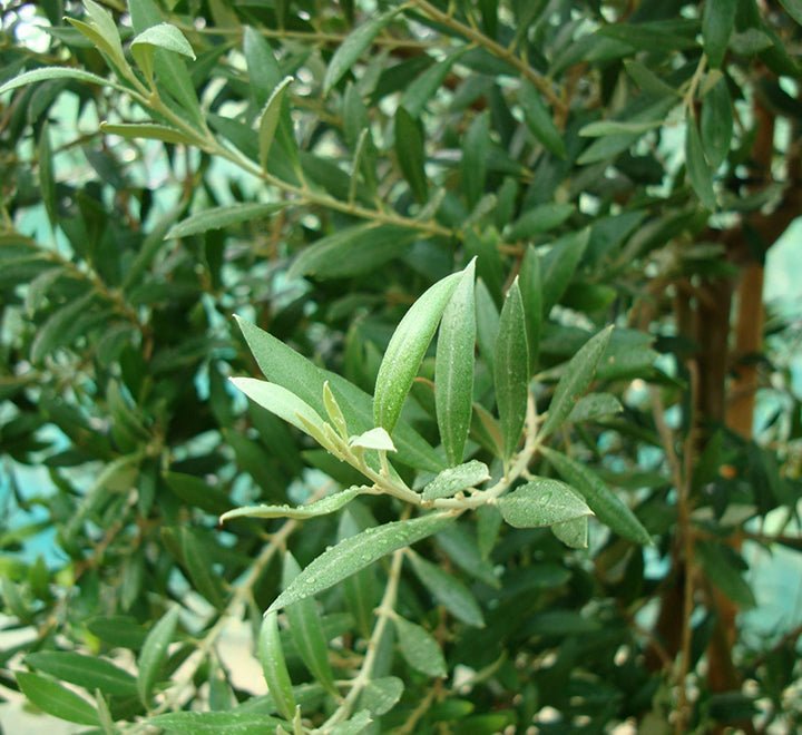 Olive Multihead | Multihead Olea Europea 1.0m-1.2m شجرة زيتون - Image 3