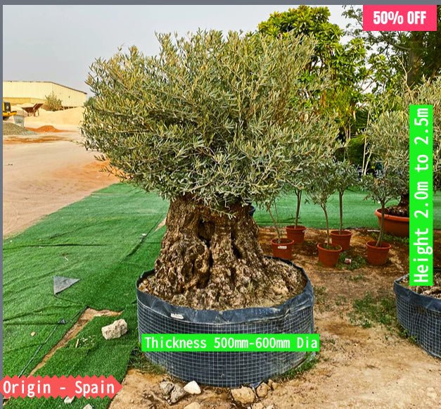 Olive Tree Olea Europaea Thick Trunk 2.0-2.5m Height 500mm-600mm Dia - Image 3