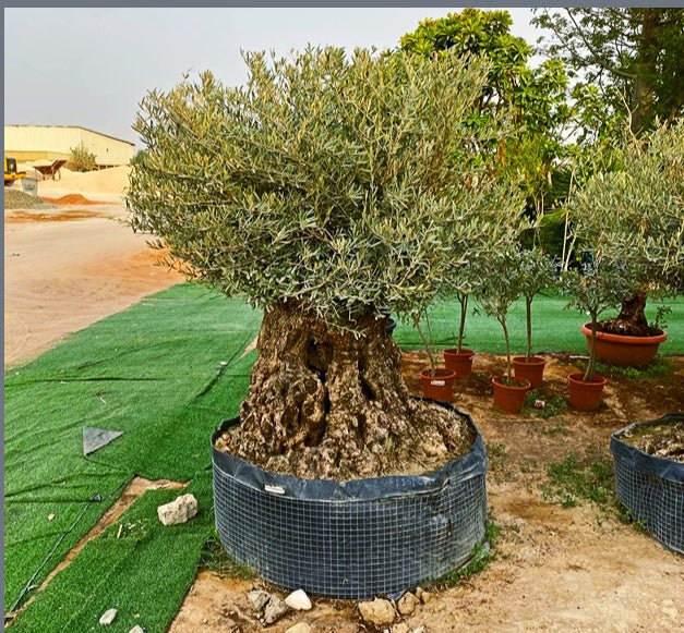 Olive Tree Olea Europaea Thick Trunk 2.0-2.5m Height 500mm-600mm Dia