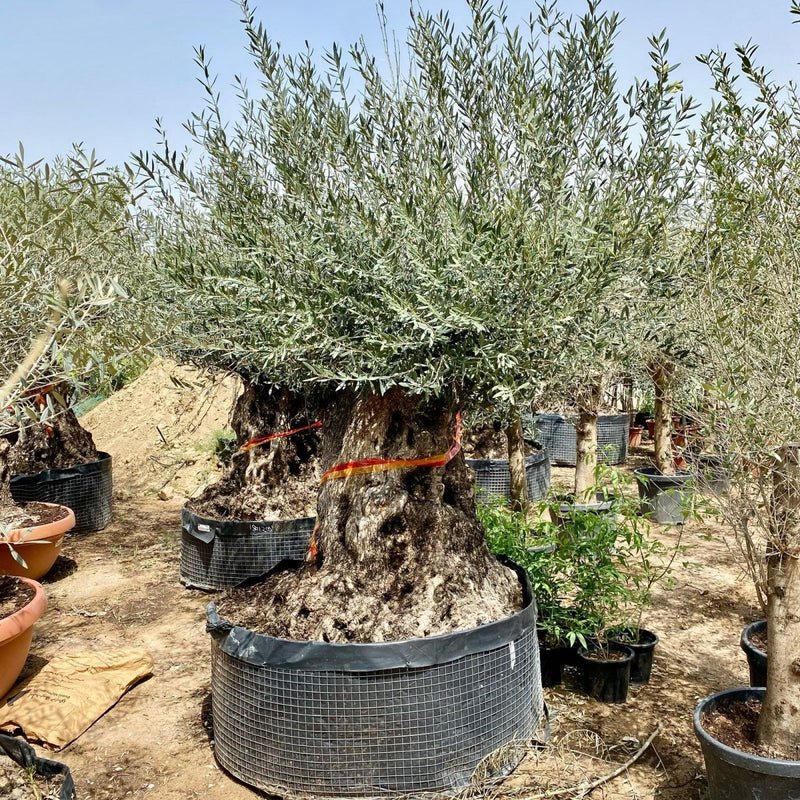 Olive Tree Olea Europaea Thick Trunk 2.0-2.5m Height 500mm-600mm Dia - Image 4
