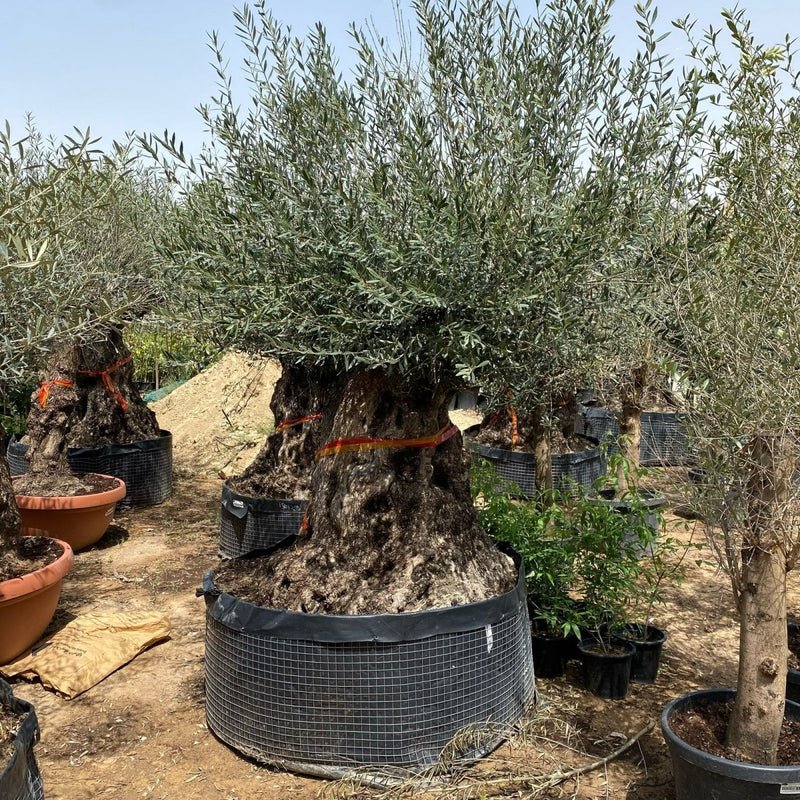 Olive Tree Olea Europaea Thick Trunk 2.0-2.5m Height 500mm-600mm Dia - Image 2