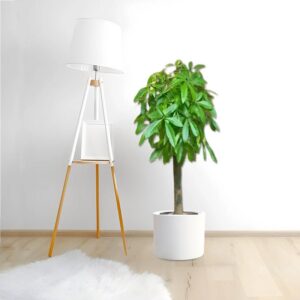 Pachira aquatica, Money Tree "120-150mm Trunk Dia"