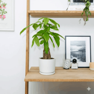 Pachira Aquatica twisted (Money Tree) – 30cm