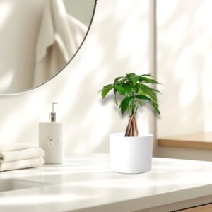 Pachira twisted trunk 30-40 cm