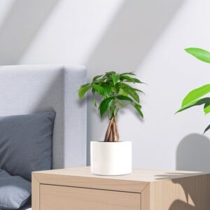 Pachira twisted trunk 30-40 cm