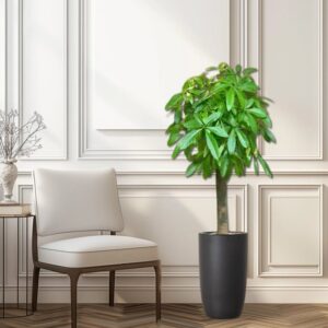 Patchira Thick Trunk (Money Tree) in Black ceramic Pot 1.2-1.5m