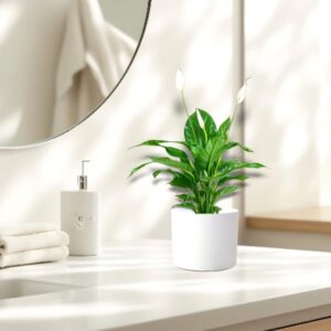 Peace Lily or Spathiphyllum or "زنبق السلام" in ceramic pot