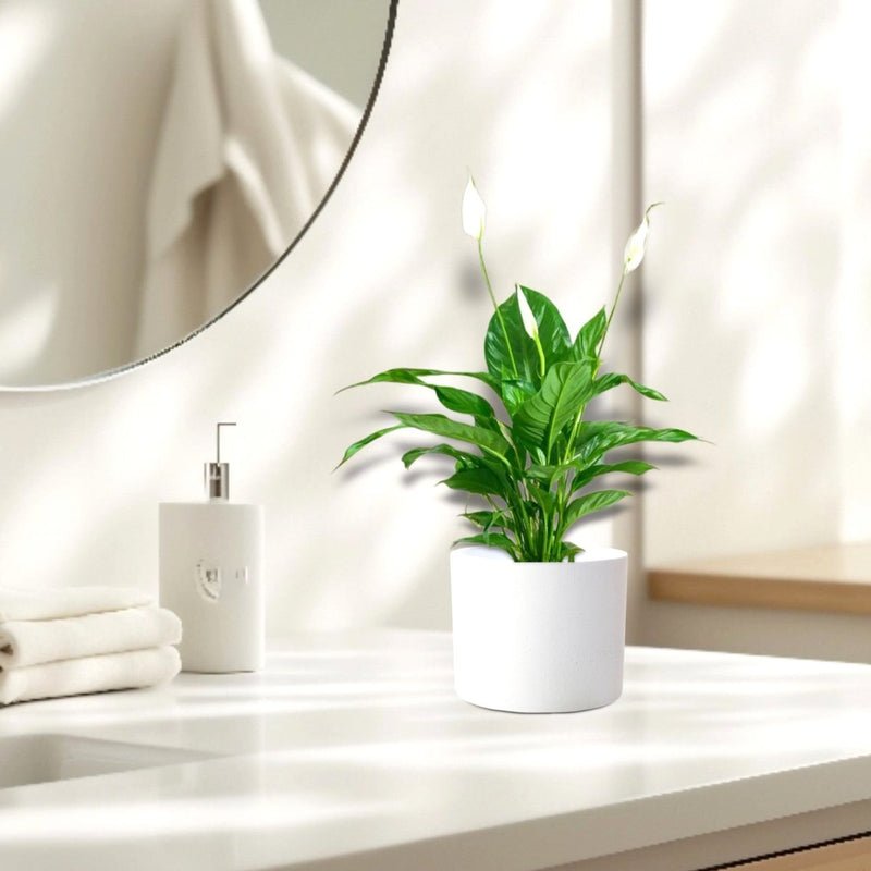 Peace Lily or Spathiphyllum or "زنبق السلام" in ceramic pot