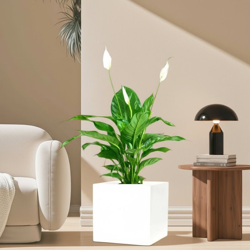 Peace Lily or Spathiphyllum or "زنبق السلام" in Grp Square Pot 40x40 - Image 2