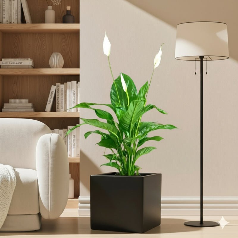 Peace Lily or Spathiphyllum or "زنبق السلام" in Grp Square Pot 40x40