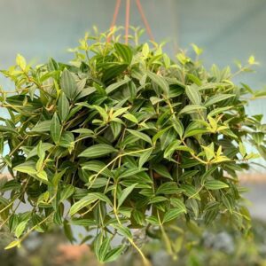 Peperomia angulata Or Green Leaf Peperomia