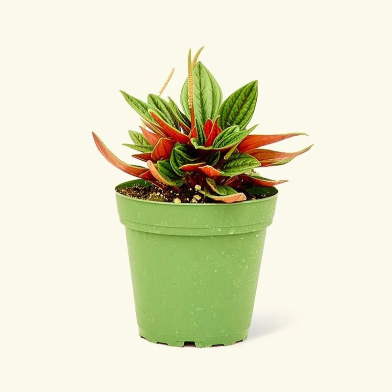 Peperomia caperata - Image 2