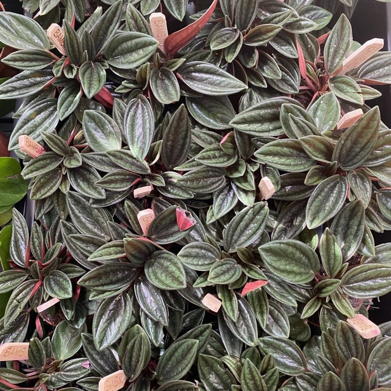 Peperomia caperata - Image 3