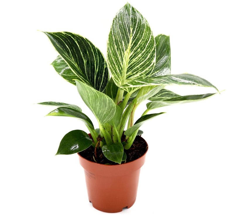 Birkin White Wave Philodendron 25-30cm - Image 2