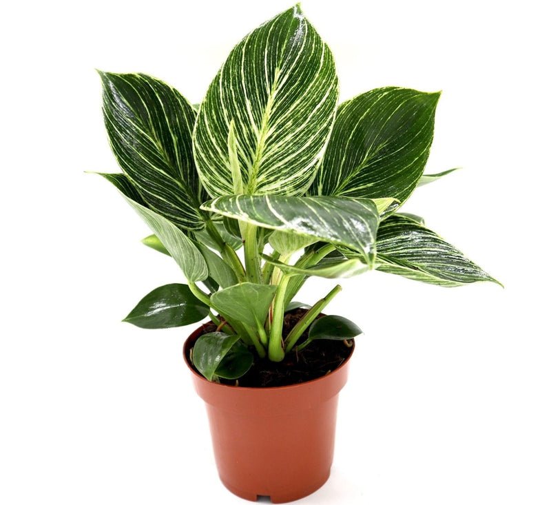 Birkin White Wave Philodendron 25-30cm