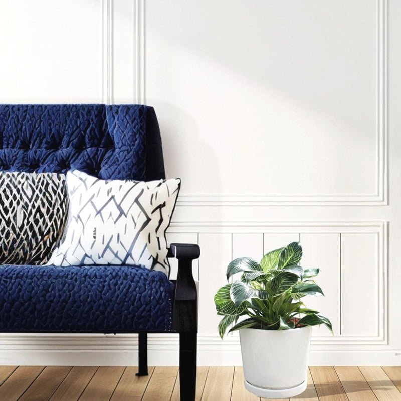 Birkin White Wave Philodendron 25-30cm - Image 3