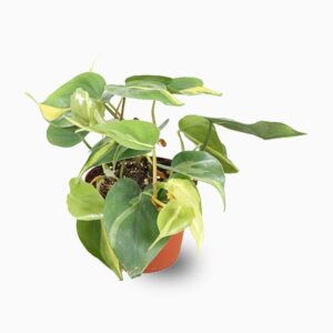 Philodendron Brasil