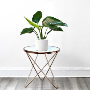 Philodendron Congo Green 30-40.cm