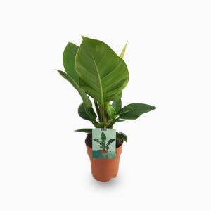 Philodendron Imperial Green 70 – 80cm