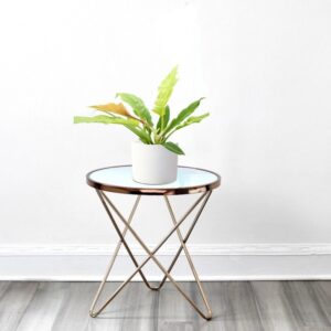 Philodendron 'Ring of Fire' – 30cm