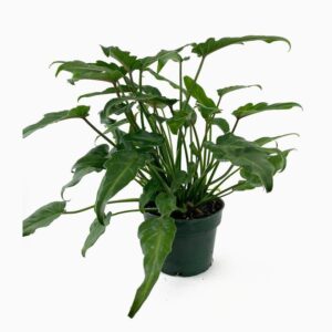 Philodendron Xanadu 60 - 70cm