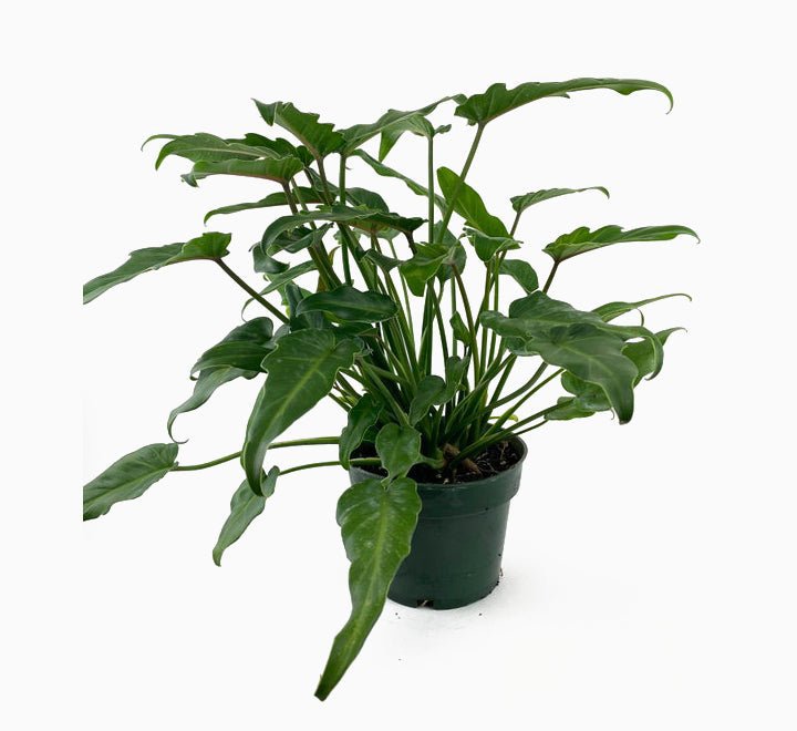 Philodendron Xanadu 60 - 70cm