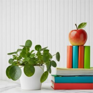 Pilea Peperomioides Mini "Chinese Money Plant"