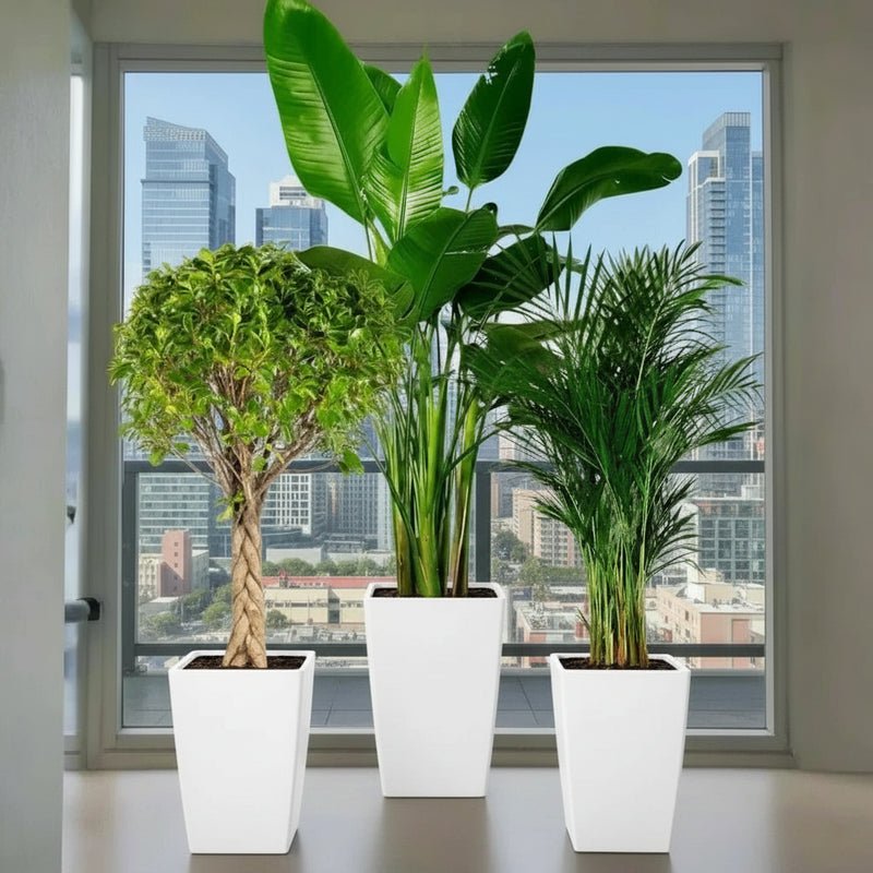 XL Plants Bundle / Bird of Paradise & Areca 130-150cm in Cubbies square 80Htx40Tpx30Bt, | Home Decor - Image 2