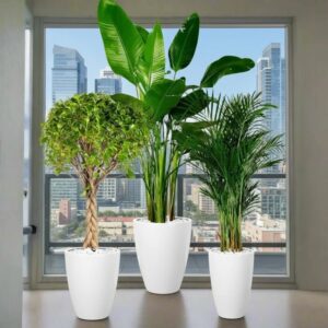 XL Plants Bundle / Bird of Paradise & Areca in Ceramic Pot, 130-150cm Height | Home Decor