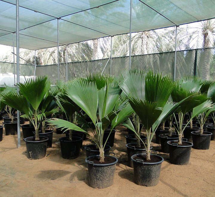 Pritchardia Pacifica Or Fiji Fan Palm 80-100cm
