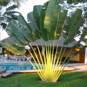 Ravenala Madagascariensis "Traveller's Palm"