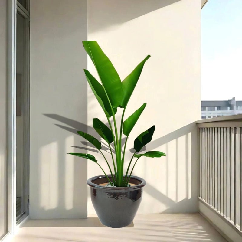 Madagascar Traveller's Palm in Rolled Rim Pot size 48x37- 1.2-1.5m plant - Image 3