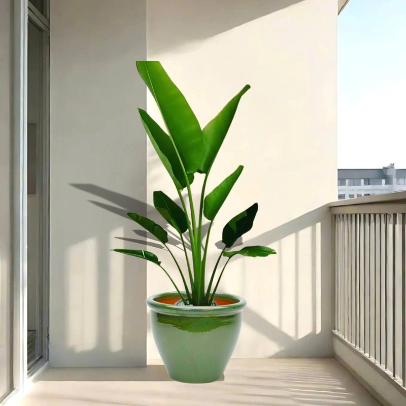 Madagascar Traveller's Palm in Rolled Rim Pot size 48x37- 1.2-1.5m plant - Image 4