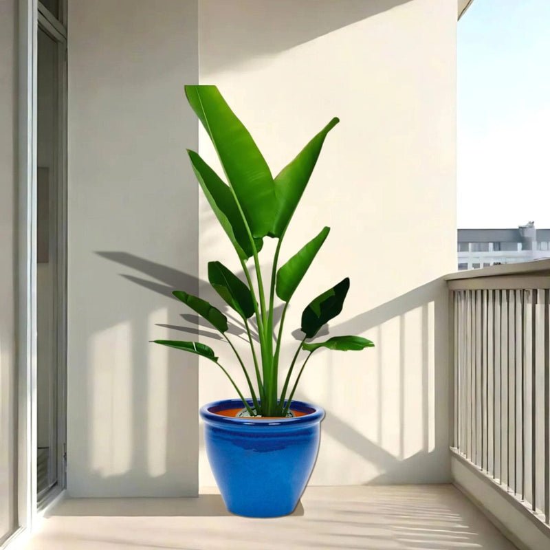 Madagascar Traveller's Palm in Rolled Rim Pot size 48x37- 1.2-1.5m plant - Image 2