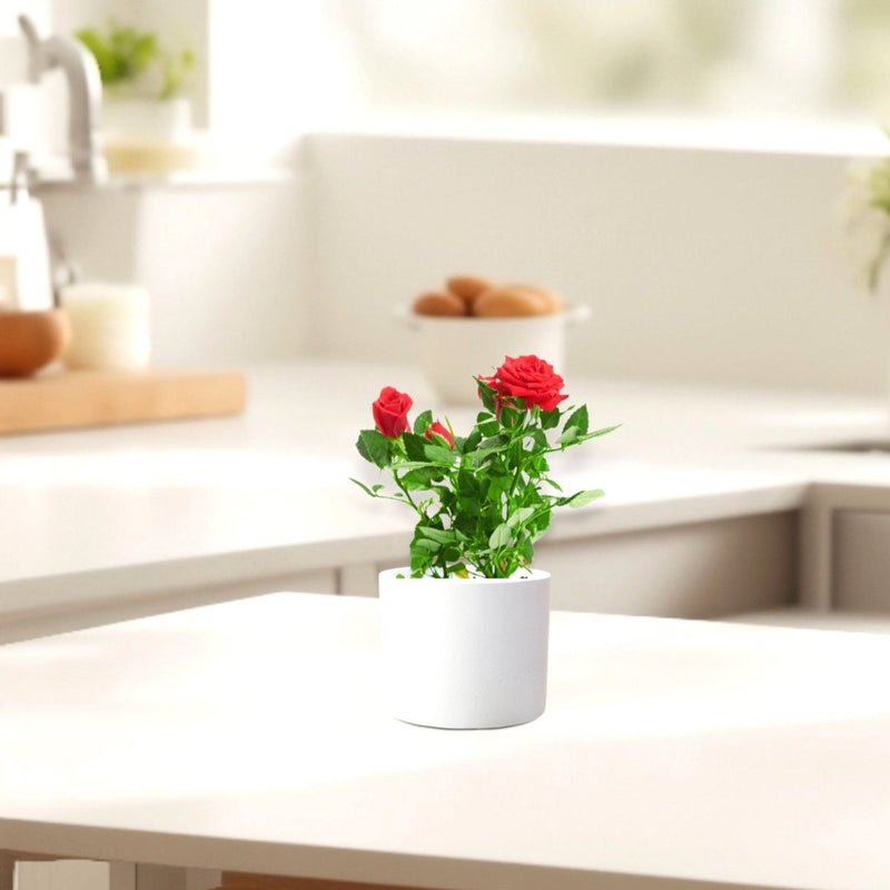 Rose Plant Indoor 20 – 30cm