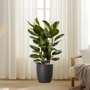 Large Rubber Plant in Black Ceramic Pot (Holland) - 80-100cm