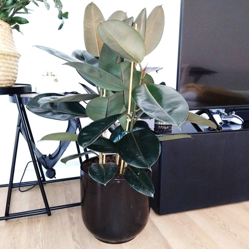 Large Rubber Plant in Black Ceramic Pot (Holland) - 80-100cm - Image 2