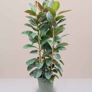 Rubber Plant / Ficus Elastica Tall 3pp 1.2 to 1.5m