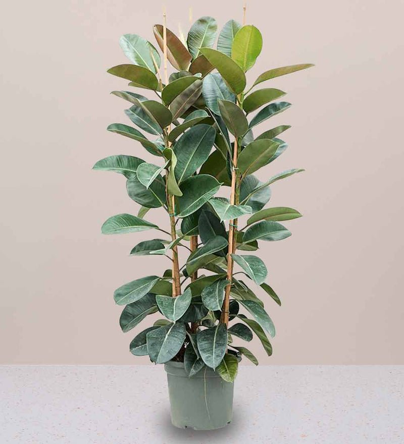 Rubber Plant / Ficus Elastica Tall 3pp 1.2 to 1.5m