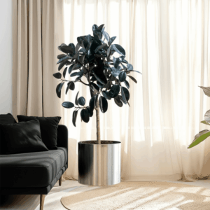 Rubber Tree (Ficus elastica) | 1.5 – 1.8 Meters in stainless steel pot 40x40